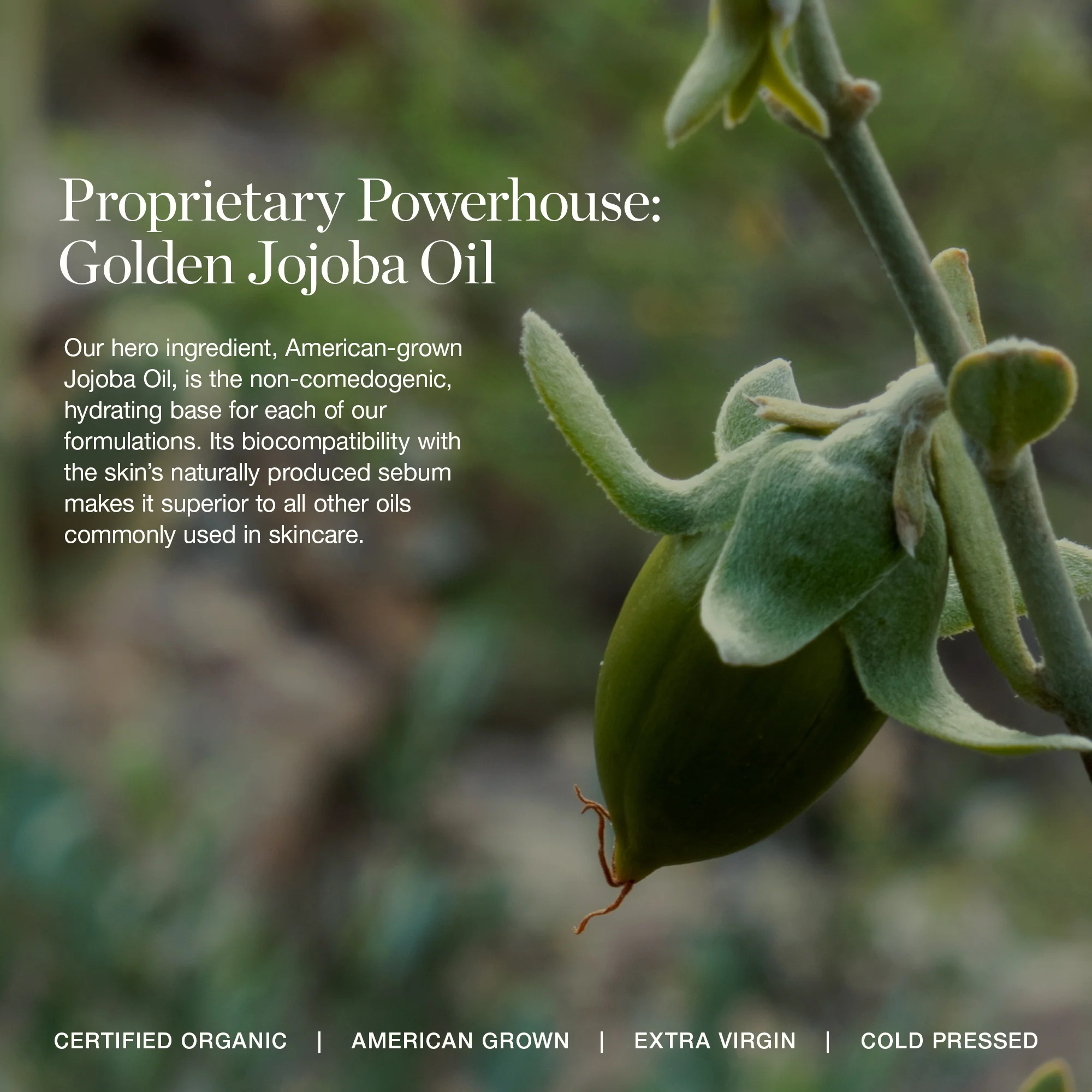 Activated Botanical Primer - Image 10